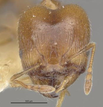 Media type: image;   Entomology 22809 Aspect: head frontal view